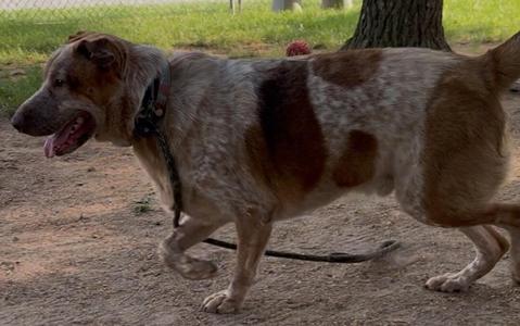 Brownie, Mixed Breed, adult, available for adoption
