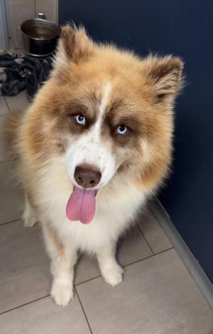 Spike, Siberian Husky, adult, available for adoption