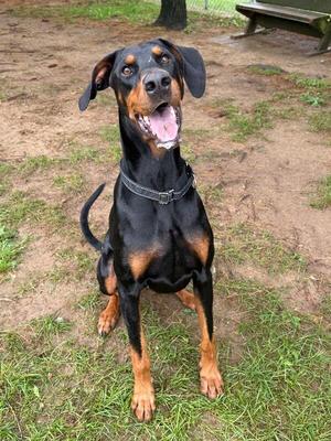 A black and tan Doberman Pinscher dog sitting on grass, looking up with its mouth open and tongue out.