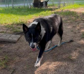 Cookie, Mixed Breed, adult, available for adoption