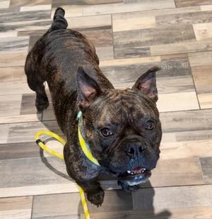 Lainey, Mixed Breed, adult, available for adoption