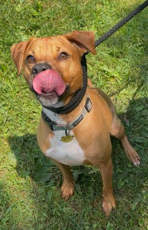 Waylon, Mixed Breed, adult, available for adoption