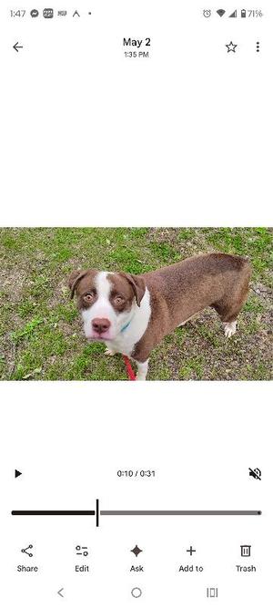 Rascal, Mixed Breed, adult, available for adoption