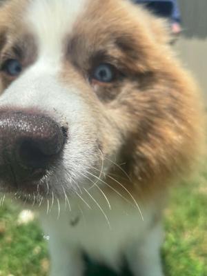 Close-up of a dog's face with blue eyes and brown and white fur