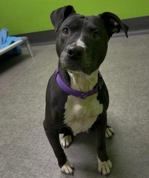 Shay, Mixed Breed, adult, available for adoption