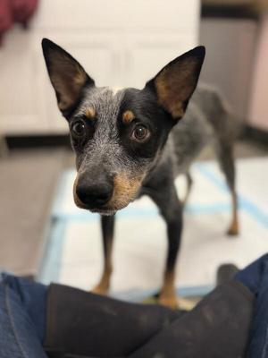 Skuse, Mixed Breed, adult, available for adoption