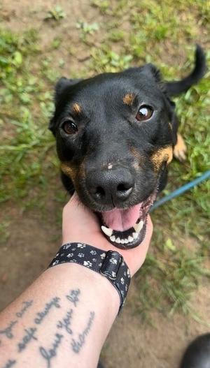 Lady, Mixed Breed, adult, available for adoption