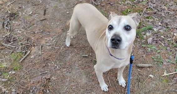 A light-colored dog with a purple collar and a blue leash, standing on a ground covered with pine needles and leaves.