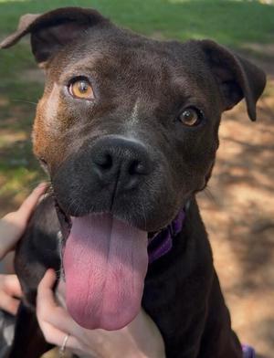 Opie, Mixed Breed, adult, available for adoption