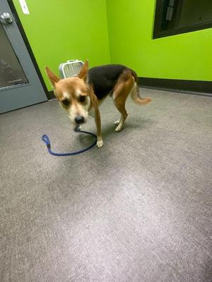 Batman, Mixed Breed, adult, available for adoption