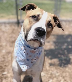 Dil, Pit Bull Terrier / Mixed Breed, young, available for adoption