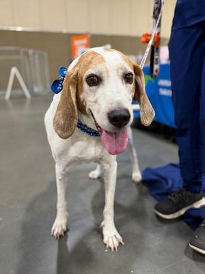 Tucker, Coonhound, adult, available for adoption