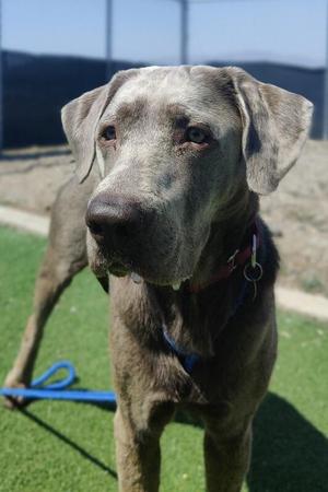 Jax, Labrador Retriever, adult, available for adoption