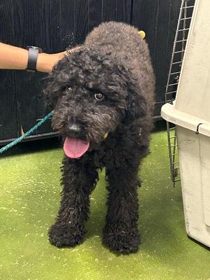 Maggie Mae, Poodle, adult, available for adoption