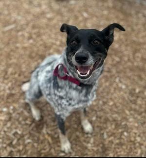 Marlie, Australian Cattle Dog / Blue Heeler, adult, available for adoption