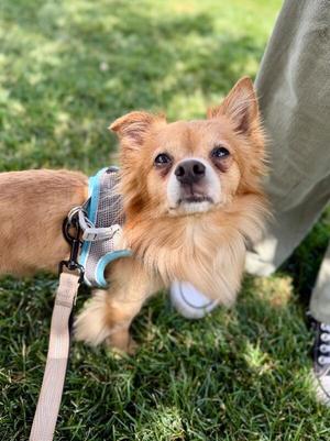 Gizmo, Pomeranian, adult, available for adoption