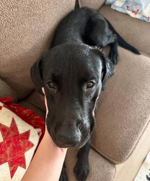 Bear, Labrador Retriever, young, available for adoption