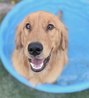 Lambert, Golden Retriever, young, available for adoption