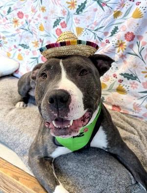 Lowki, Pit Bull Terrier / Mixed Breed, adult, available for adoption
