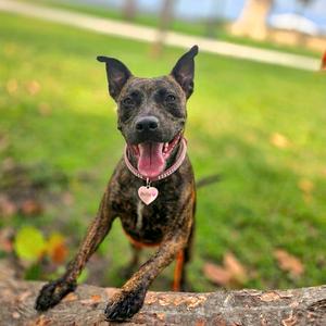 Bella, Mixed Breed (Medium), adult, available for adoption