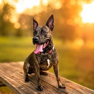 Bella, Mixed Breed (Medium), adult, available for adoption