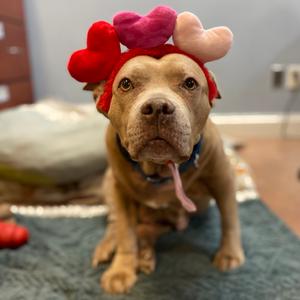 Baby Girl, Mixed Breed (Large), senior, available for adoption