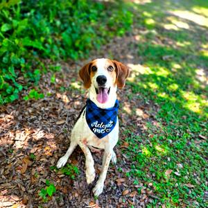 Axel, Coonhound, senior, available for adoption