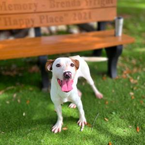 Breakout, Hound, adult, available for adoption