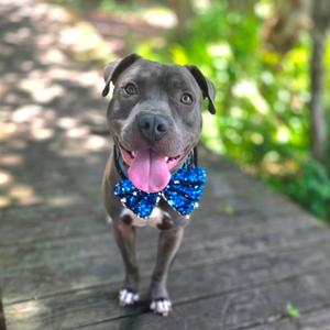 Chico, Mixed Breed (Medium), adult, available for adoption