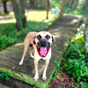 Brewski, Black Mouth Cur, adult, available for adoption