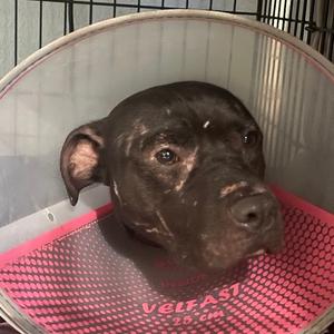 Bumper, Mixed Breed (Medium), adult, available for adoption