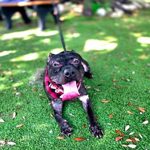 Bumper, Mixed Breed (Medium), adult, available for adoption