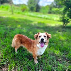 Chunkamonk, Corgi, Cardigan Welsh, adult, available for adoption