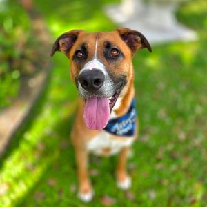 Arlo, Mixed Breed (Medium), adult, available for adoption