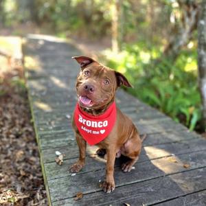 Bronco, Mixed Breed (Medium), adult, available for adoption