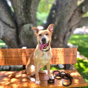 Dixie, Retriever, adult, available for adoption