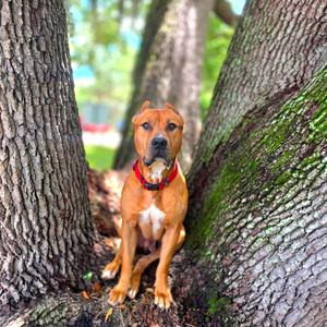 Cecil, Mixed Breed (Large), adult, available for adoption