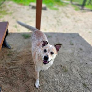 A dog standing on a concrete surface, looking up with its mouth open and tail raised.