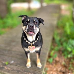 A black and tan dog wearing a heart-shaped pendant necklace with the name 'Elena' on it, standing on a wooden path outdoors.
