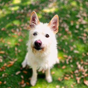 Buddy, Mixed Breed (Medium), senior, available for adoption