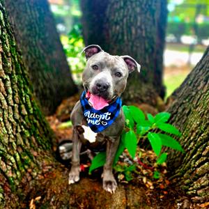 Burger, Mixed Breed (Large), adult, available for adoption