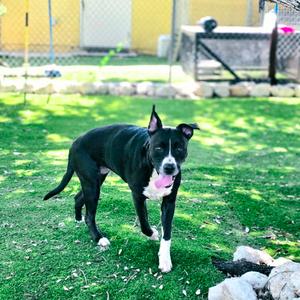 Checkers, Mixed Breed (Medium), adult, available for adoption