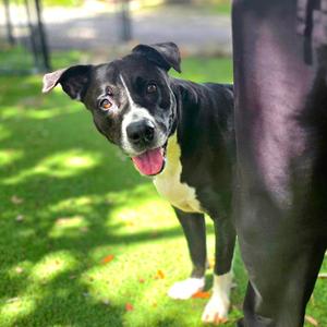 Checkers, Mixed Breed (Medium), adult, available for adoption