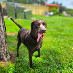 Bella, Pointer, German Shorthaired, senior, available for adoption