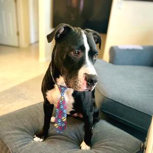 Dexter Luther, Mixed Breed (Medium), senior, available for adoption