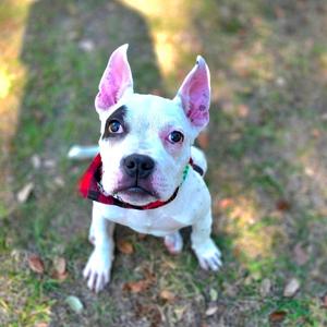 Finn, Mixed Breed (Small), adult, available for adoption