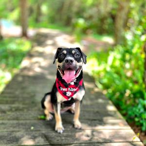 Draco, Mixed Breed (Medium), adult, available for adoption