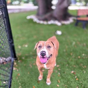 A brown dog with white markings on its face and chest stands on a patch of artificial turf, looking towards the camera with its tongue out.
