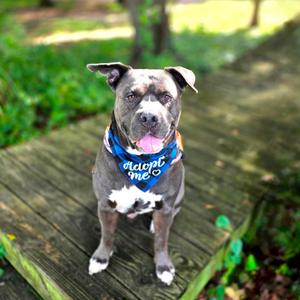 Buddy, Mixed Breed (Medium), adult, available for adoption