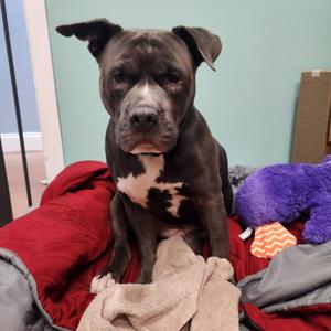 Buddy, Mixed Breed (Medium), adult, available for adoption